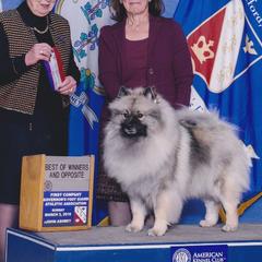Keeshonden from Enchanted Keeshond