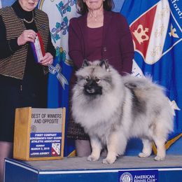 Keeshonden from Enchanted Keeshond