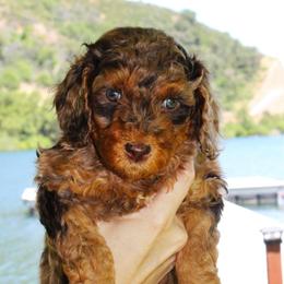 Tiana - Red merle female Aussiedoodle puppy in Upper Lake, California from Redwood Aussiedoodles