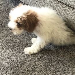 Goldendoodles from Losee Doodles