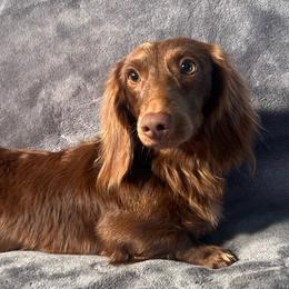 Huxley - Dachshund