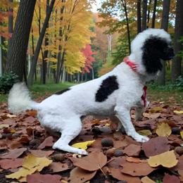 Cruella - Poodle