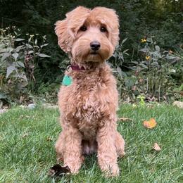 Rowyn - Australian Labradoodle
