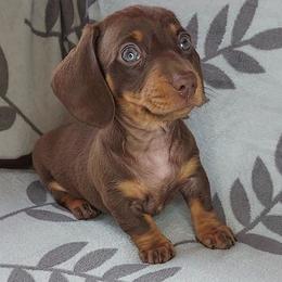 PATTI - CHOC And TAN SH - Chocolate and tan female Dachshund puppy in Swink, Oklahoma from Palali Farm