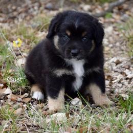 Gust - Black tri male Miniature Australian Shepherd puppy in Evant, Texas from Lazy VT Bar Ranch