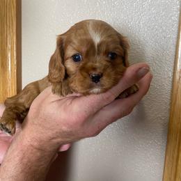2Boy - Ruby male Cavalier King Charles Spaniel puppy in Pocatello, Idaho from Sarah's Cavachons, Bichons & King Charles Cavalier Spaniels