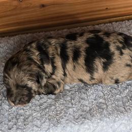 Kali - Merle female Irish Doodle puppy in Bonifay, Florida from Heavenly Poodles