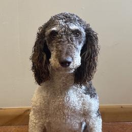 Daisy - Poodle