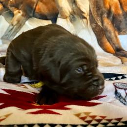 Cadbury (yellow collar) - Chocolate male Labrador Retriever puppy in Bandera, Texas from The Sugar & Spice Ranch Labrador Retrievers