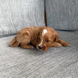 Girl 1 - Red female Bernedoodle puppy in Spring Hill, Florida from Ohana Doodles x Frenchies