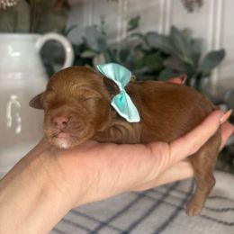 Green - Red male Cavapoo puppy in Ephrata, Washington from Gingers Cavapoo’s