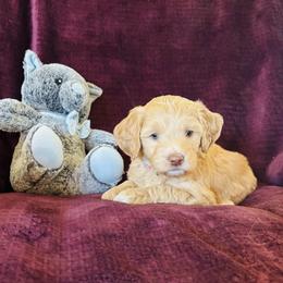 Opal - Apricot female Goldendoodle puppy in Morriston, Florida from Florida's Joyful Goldendoodles