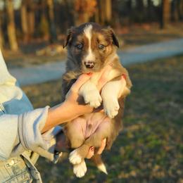 Boots - Blue merle male Border Collie puppy in Centerton, Arkansas from Chappell Breeding