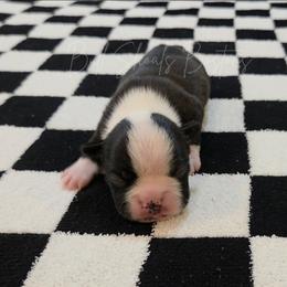 Raptor - Black brindle and white male Boston Terrier puppy in Lead Hill, Arkansas from Bull Shoals Bostons