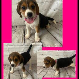 Girl 4 - Black tan and redtick female Beagle puppy in Hollister, California from 831 Beagles