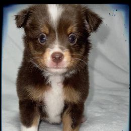 Hershey’s - Toy Australian Shepherd puppy in Jacksonville, Texas from AG Toy & Mini Aussies