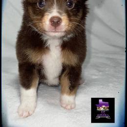 Hershey’s - Toy Australian Shepherd puppy in Jacksonville, Texas from AG Toy & Mini Aussies