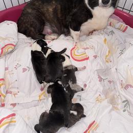 American Corgi Puppies from 5H Corgis