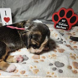 Pink Collar Girl - Black brown and white female Basset Hound puppy in Richland Hills, Texas from The Basset Family