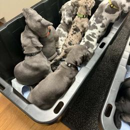 Great Dane Puppies from DeVine Danes