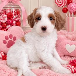 Dot - Parti female Goldendoodle puppy in Yuciapa, California from AlltheDoodlez_