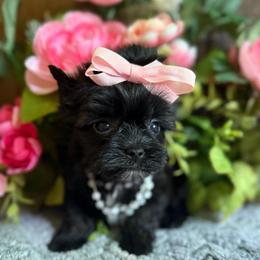 Velvet - Black and gold female Yorkshire Terrier puppy in Howe, Oklahoma from Ray Holder