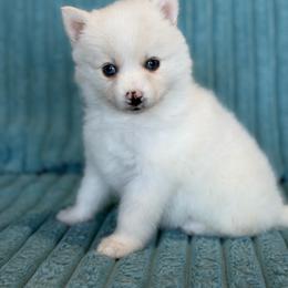 Malcolm - White male Pomsky puppy in Aberdeen, Idaho from Willow Creek Cresteds