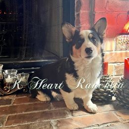 Girl 6 - American Corgi puppy in Gentry, Arkansas from K Heart Ranchita