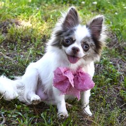 Maisy - Chihuahua