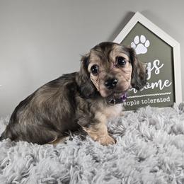 Noel - Cream female Dachshund puppy in Pryor, Oklahoma from Mighty Paws Manor