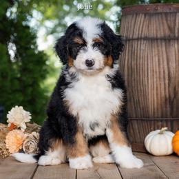 Jolie - Tri-color female Bernedoodle puppy in New Haven, Indiana from Quaint Haven Bernedoodles
