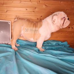 Jones - Fawn and white male Bulldog puppy in Hillsdale County, Michigan from KZ Bullies LLC