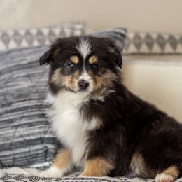 Miniature Australian Shepherd Puppies from Rocking AW Aussies