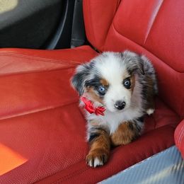 Miniature American Shepherd and Miniature Australian Shepherd Puppies from ATX Mini Aussies