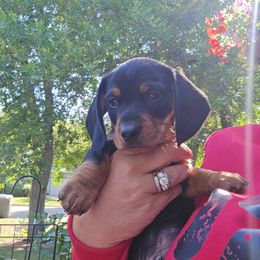 Dachshund Puppies from CC Dachshunds and Adventures