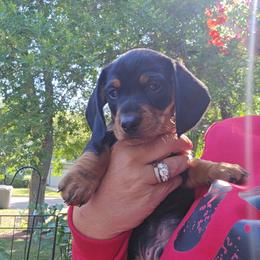 Dachshund Puppies from CC Dachshunds and Adventures