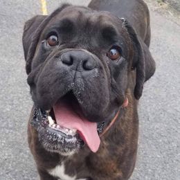 Boxers from Shamrock's Boxers