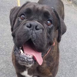 Boxers from Shamrock's Boxers