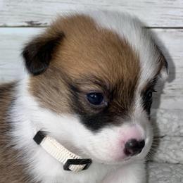 Girl 2 - White and red female Pembroke Welsh Corgi puppy in Dickinson, Texas from Gulf Coast Corgis