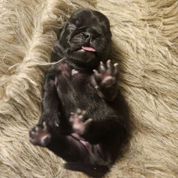 Puppy 4 - Black Pug puppy in Connecticut from Pug Palace Kennel