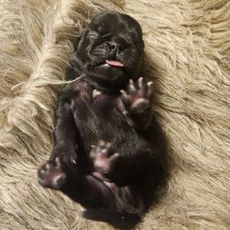 Puppy 4 - Black Pug puppy in Connecticut from Pug Palace Kennel