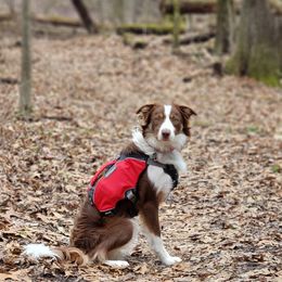 Border Collie Puppies from Harmonie 21 Border Collies