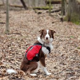 Border Collie Puppies from Harmonie 21 Border Collies