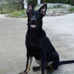 Mando - Bi-color male German Shepherd puppy in Coarsegold, California from Yosemite Shepherds