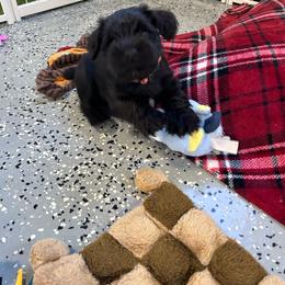 Orange Collar - Black male Miniature Schnauzer puppy in Springfield, Tennessee from My Lovable Schnauzers