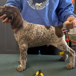 Yellow Boy - Liver and white male German Shorthaired Pointer puppy in Bryan, Texas from Ehrenvogel and Bessdach Kennels