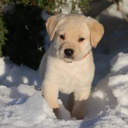 Orange - Yellow male Labrador Retriever puppy in Lawton, Michigan from DuckAlly Kennel