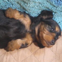 Girl 2 - Black and tan female Dachshund puppy in Summerfield, Florida from D & B Ranchette
