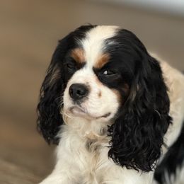 Cavalier King Charles Spaniels and Golden Retrievers from Stonewick Retrievers