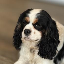Cavalier King Charles Spaniels and Golden Retrievers from Stonewick Retrievers